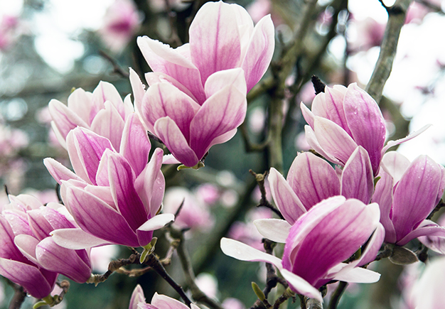 Thinking of you - Japanese magnolias